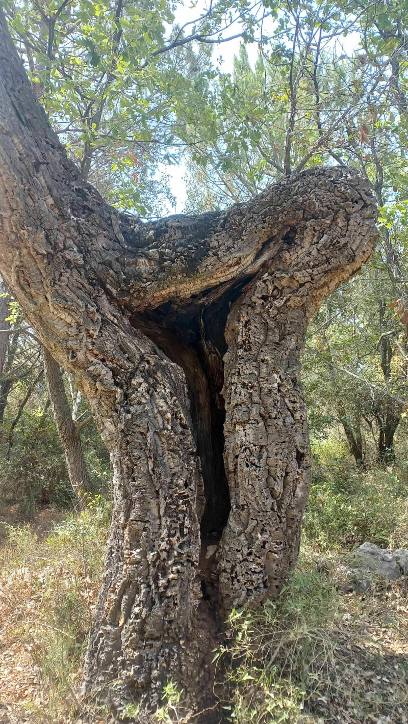 Belle balade au frais dans le vallon de la Brague - Biot