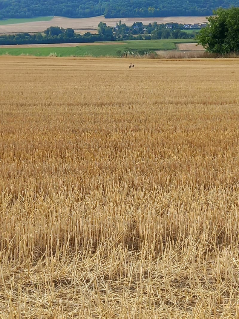 Balade Mortefontaine à Laboissière-en-Thelle - Laboissière-en-Thelle