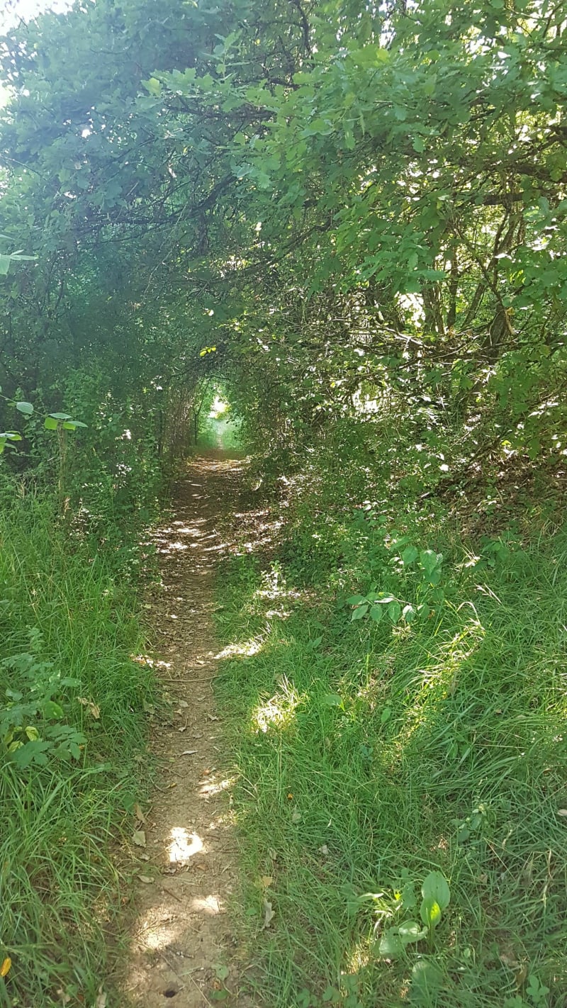 Balade en forêt dans le domaine naturel du Nanhol - Pierrepont