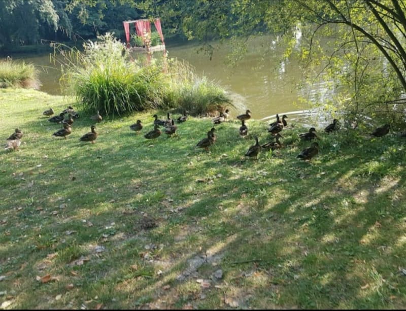 Promenade aux parcs et au bord du Cher. - Joué-lès-Tours