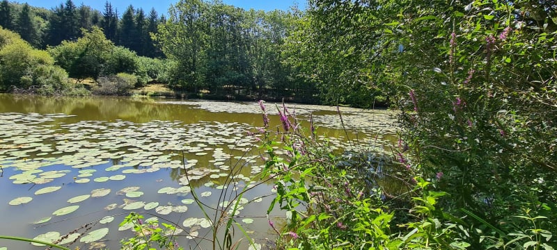 Rochefort en Terre - Rochefort-en-Terre