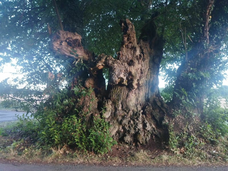 Balade à la Taille à Tortous dans les bois de la Revêtizon - Celles sur Belles