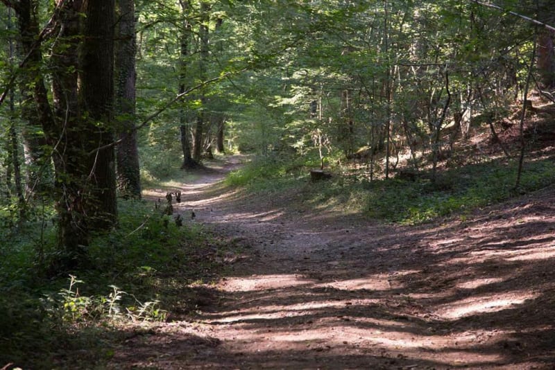 En forêt de Sérénac - Sérénac