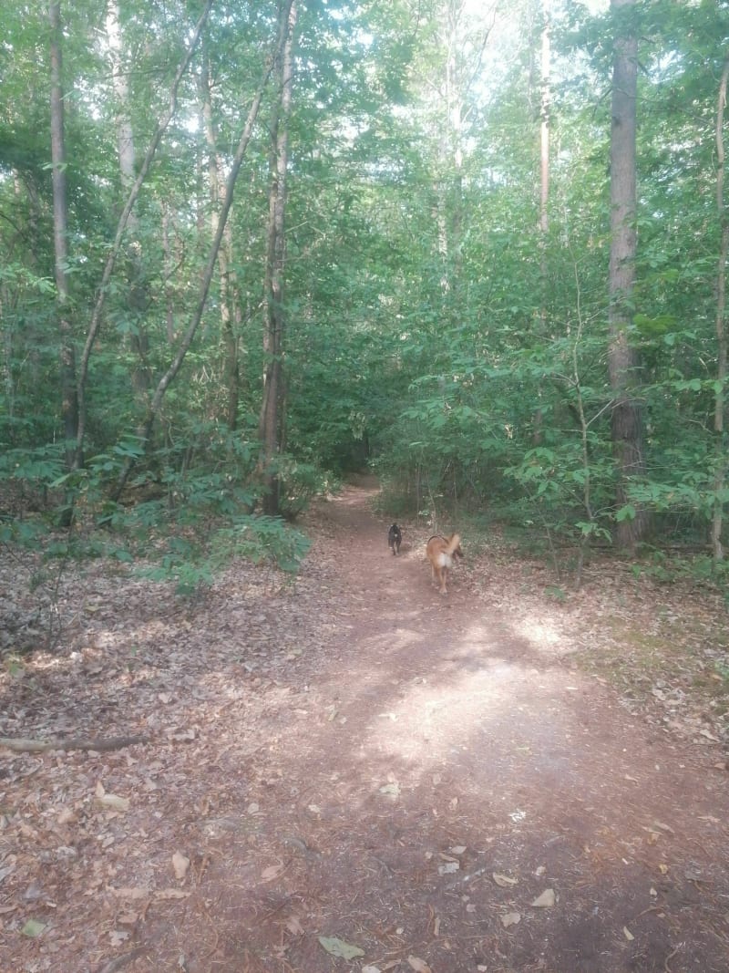 Balade dans les bois de Changé - Changé