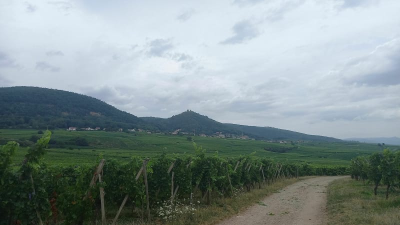 Ballade dans les vignoble autour de Eguisheim et les 3 châteaux - Eguisheim