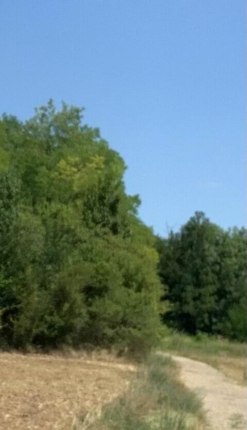 Balade dans les bois de Montceaux - Trilport