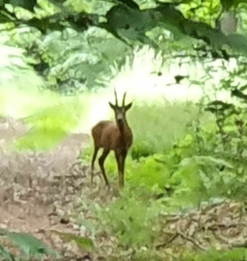 Sentier des 2 bois Lapugnoy Labeuvrière - Lapugnoy