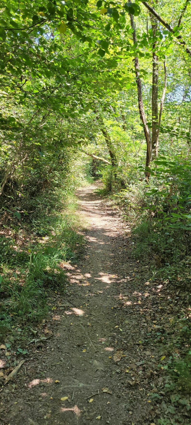 Le Bois de Rebisclou - Barbazan-Debat