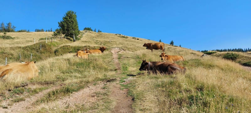 Petit ballon et Steinberg - Breitenbach-Haut-Rhin