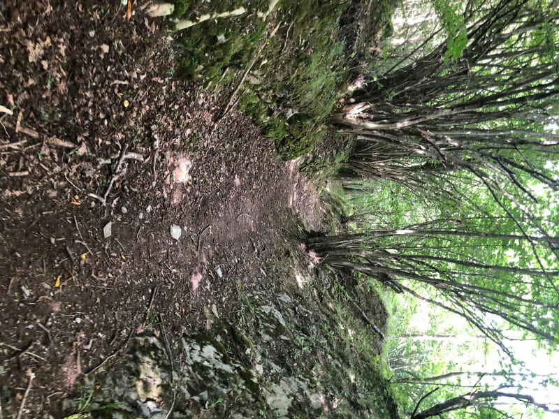 Balade en forêt de Thénac - Chermignac