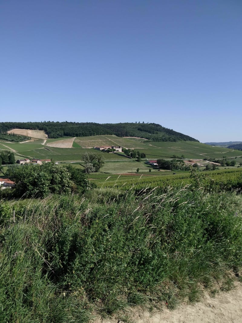 Wandel tussen bossen, wijngaarden en groene paden - Mâcon