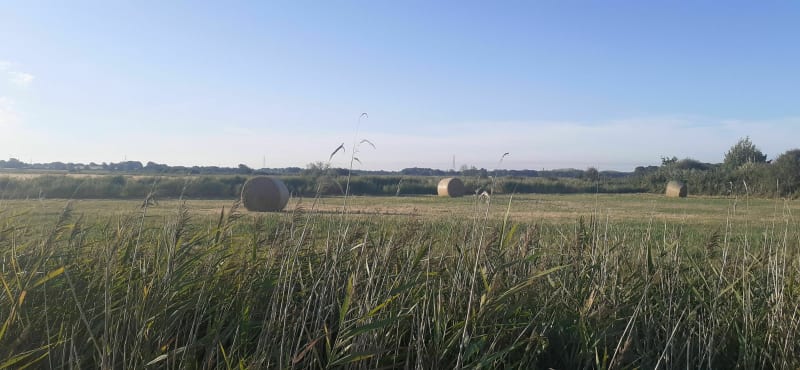 Marais Dongeois - Donges