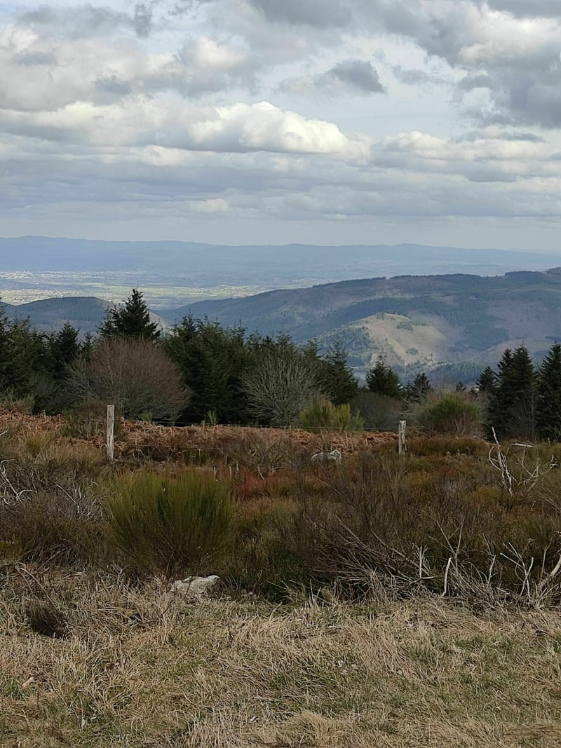 Saint Jean Soleymieux. Randonnée en forêt - Saint-Jean-Soleymieux