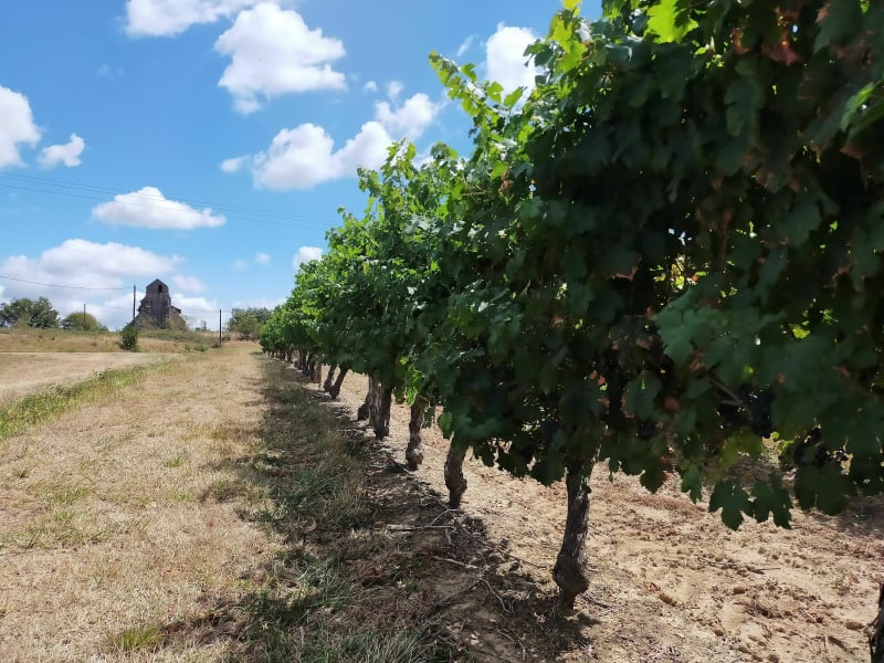 Ac d'Uby et vignoble - Cazaubon