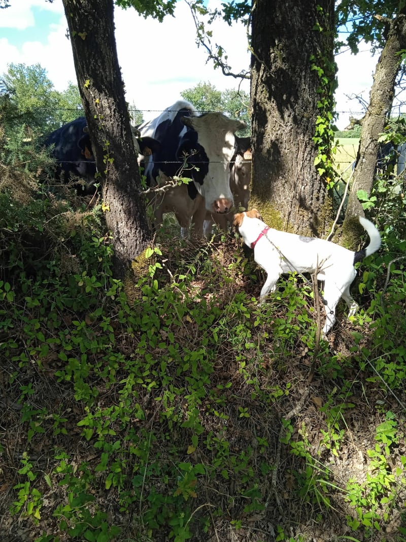 Balade sur les hauteurs de Saint Florent des bois - Rives-de-l'Yon