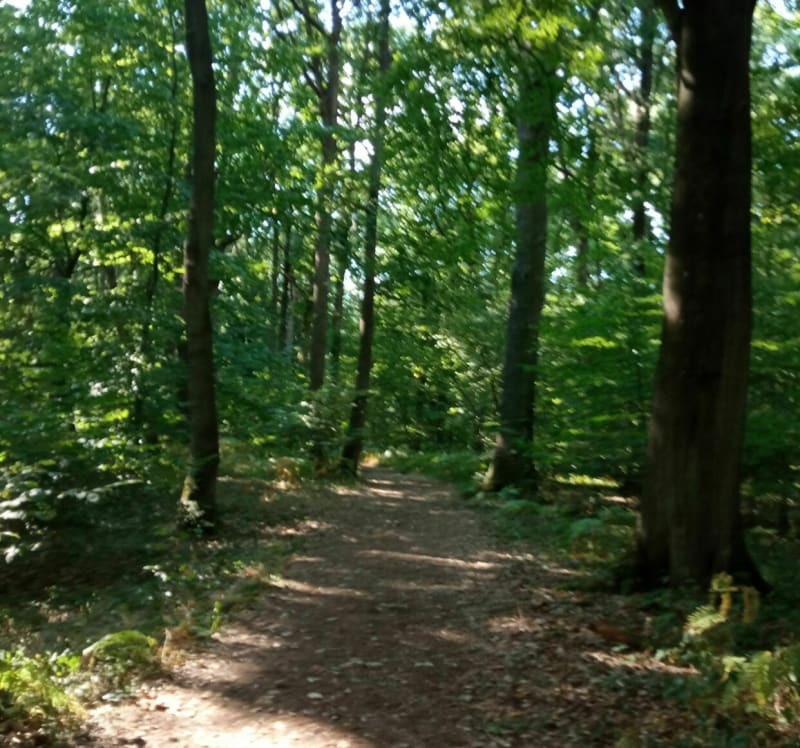 Très belle balade dans le Bois de Roquelaure - Lapugnoy