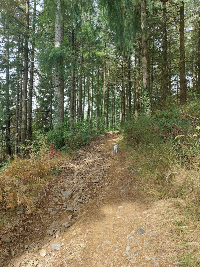 Rondleiding langs de 2 meren - Riom-ès-Montagnes