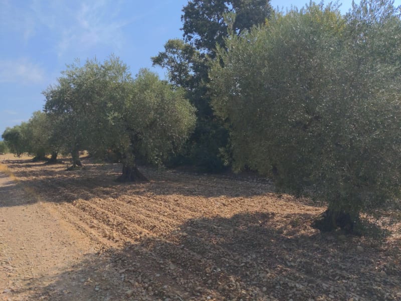 Chemin des oliviers - Les Mées
