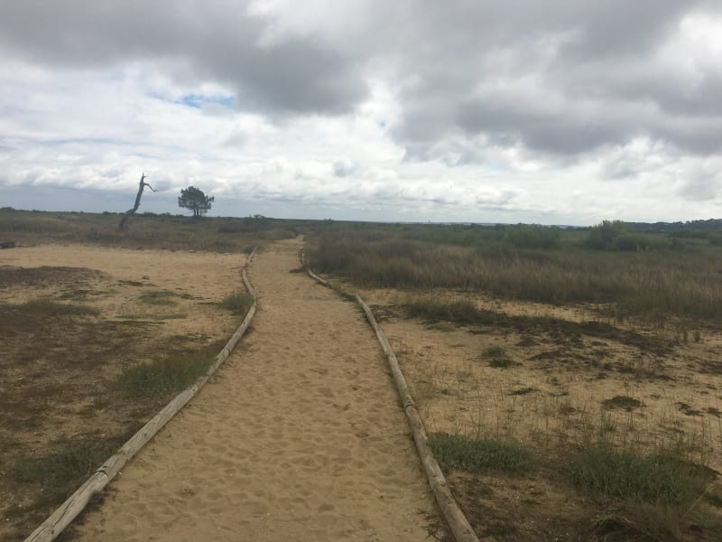 Balade des prés-salés depuis Lége - Lège-Cap-Ferret