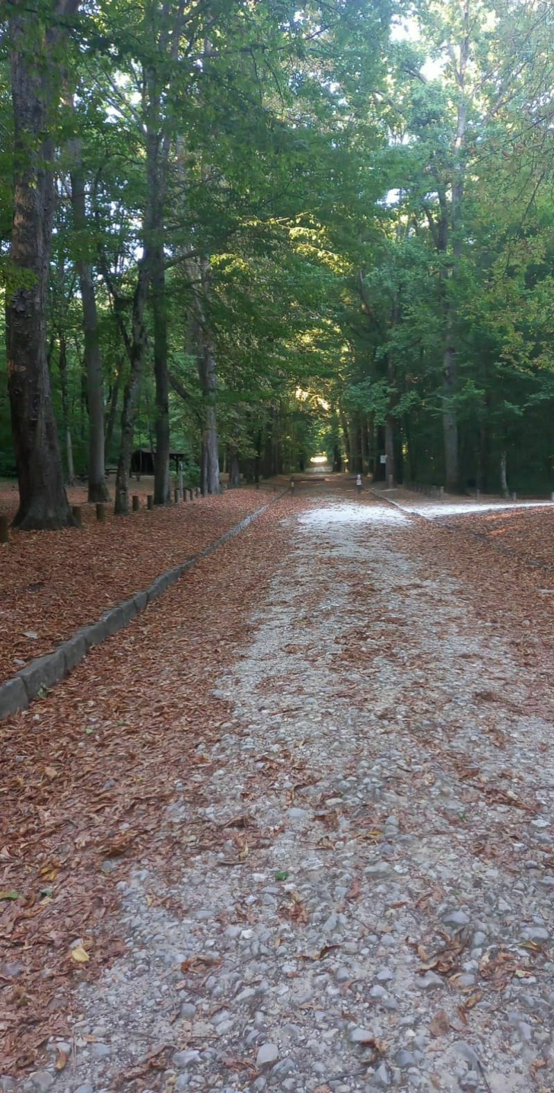 Belle balade dans la forêt du belvédère à Chamarande - Chamarande