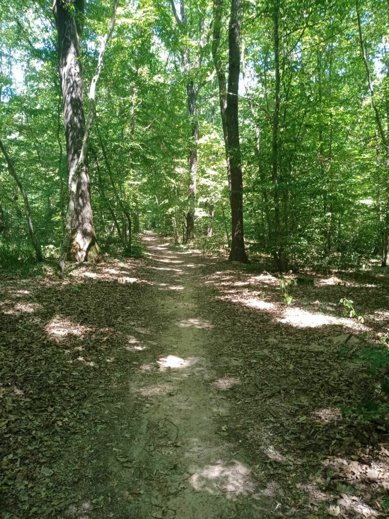 Forêt de Lespinasse - Saint-Forgeux-Lespinasse