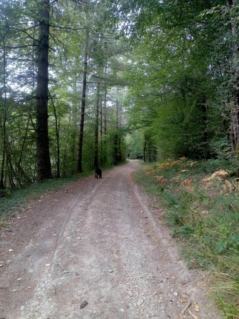 Bouffé d'oxygène dans les bois de Larnaud - Larnaud