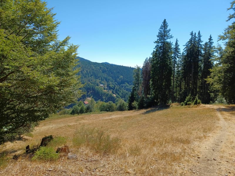 Boswandeling op Col du Bonhomme - Lapoutroie