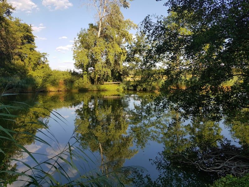 Promenade en forêt - Fegersheim