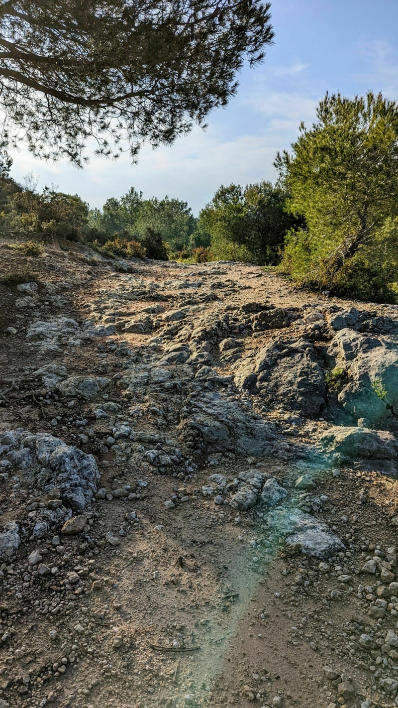 Dans la pinède de Pinet - Pinet