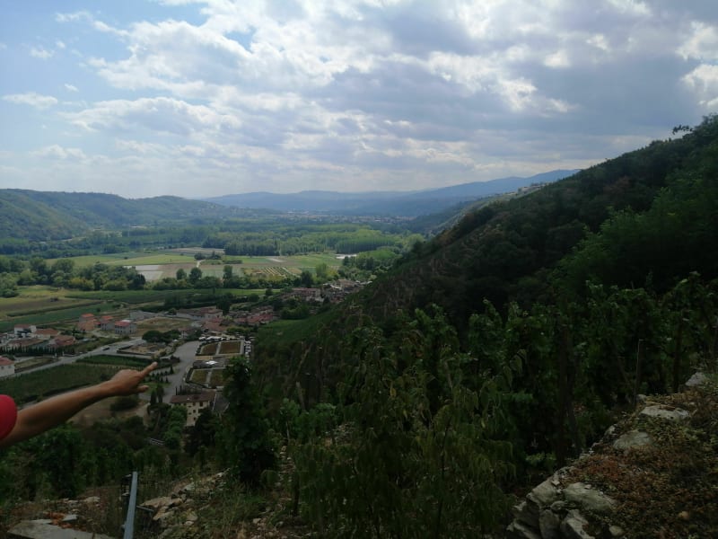 Sur les hauteur, dans les vignes d'Ampuis - Ampuis