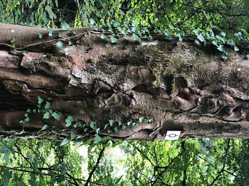 Balade en forêt de Coinchimont - Ban-de-Laveline