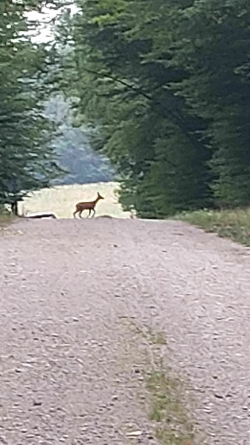 Balade dans les bois de Ligny-en-Barrois - Ligny-en-Barrois