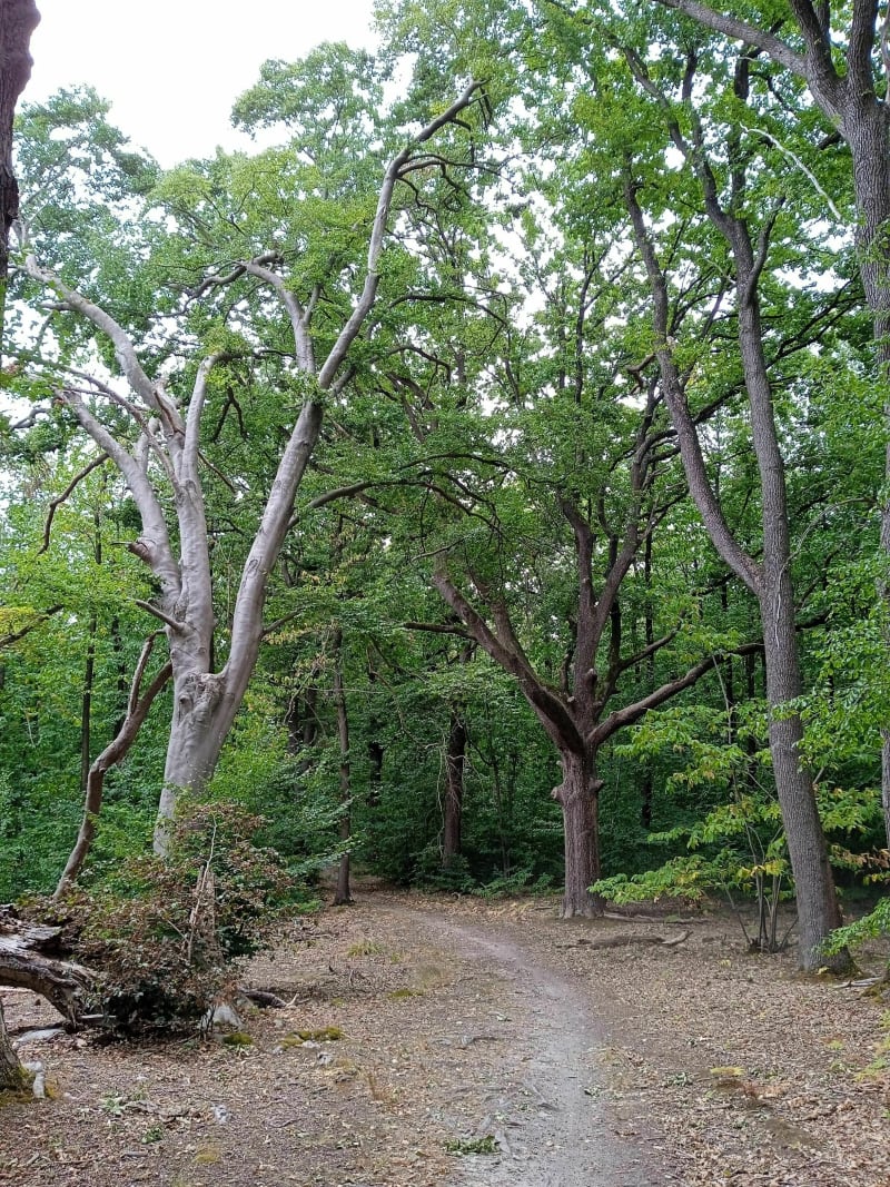 Arbres magnifiques ! - Béthemont-la-Forêt
