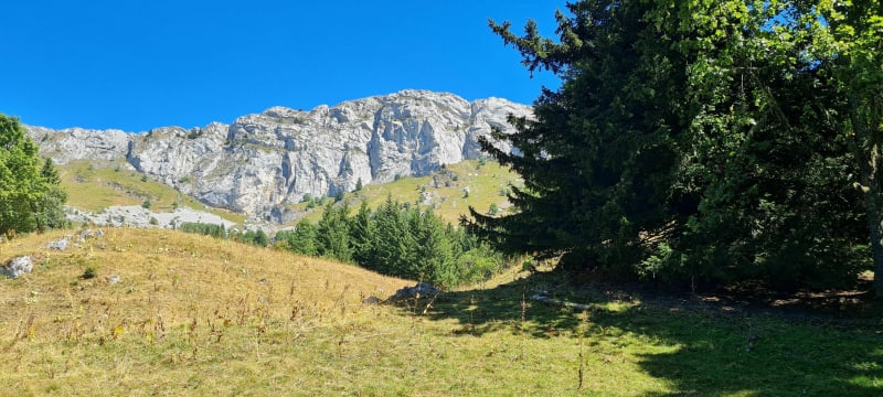 Le col vert à Villard de Lans - Villard-de-Lans