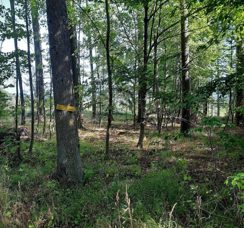 Boucle de Creutzwald à Oberdorff et parc du Warnd - Creutzwald