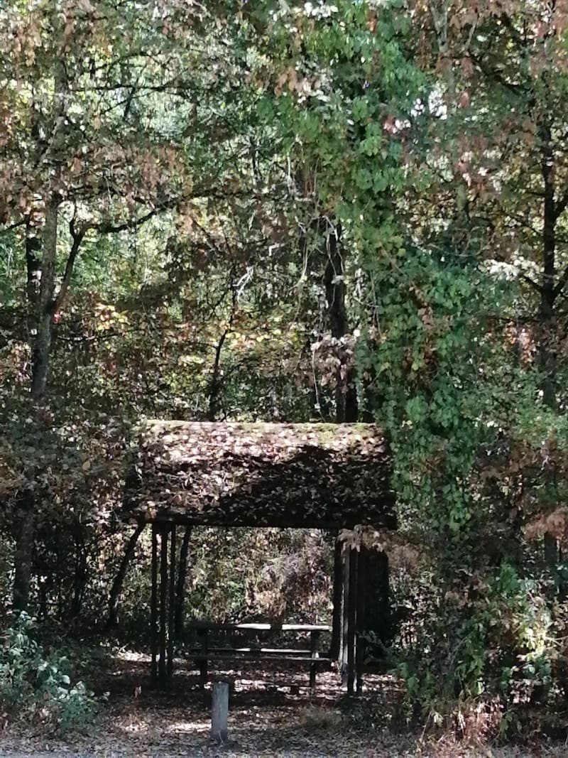 Forêt de Bouconne vers le lac - Pibrac