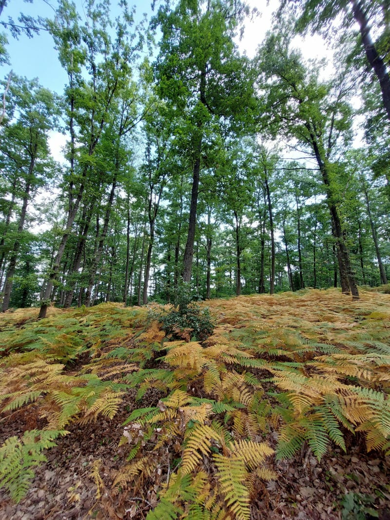 Des Clayes-sous-Bois à Villiers-Saint-Frédéric - Les Clayes-sous-Bois