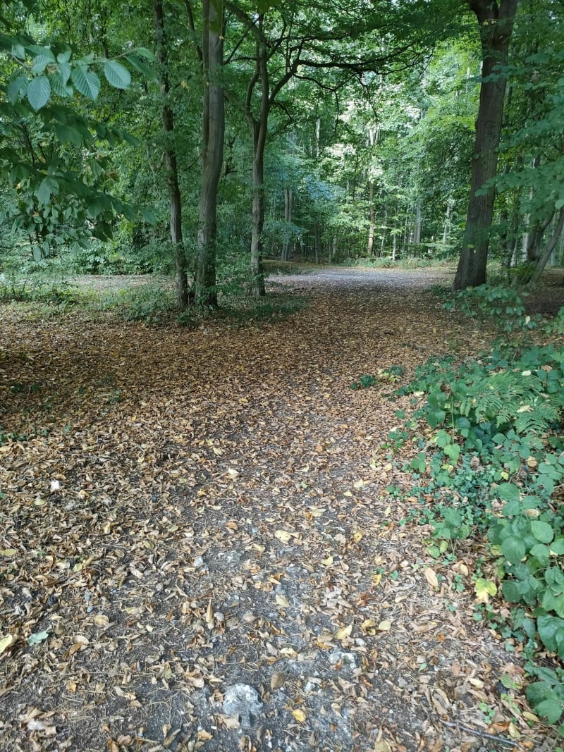 Route forestière Sente au lapin - Canteleu