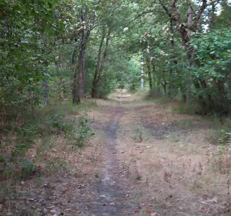 Petite boucle en forêt de Montech - Montech