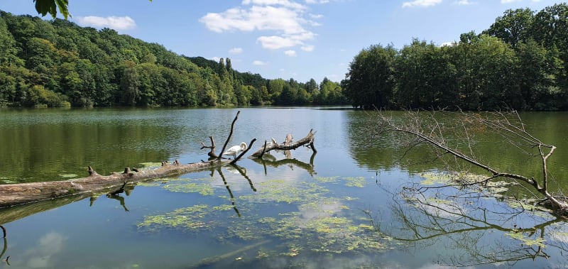 Étangs de la minière - Buc