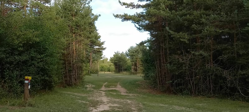 Boucle dans la forêt de Mourmelon-le-Grand - Mourmelon-le-Petit