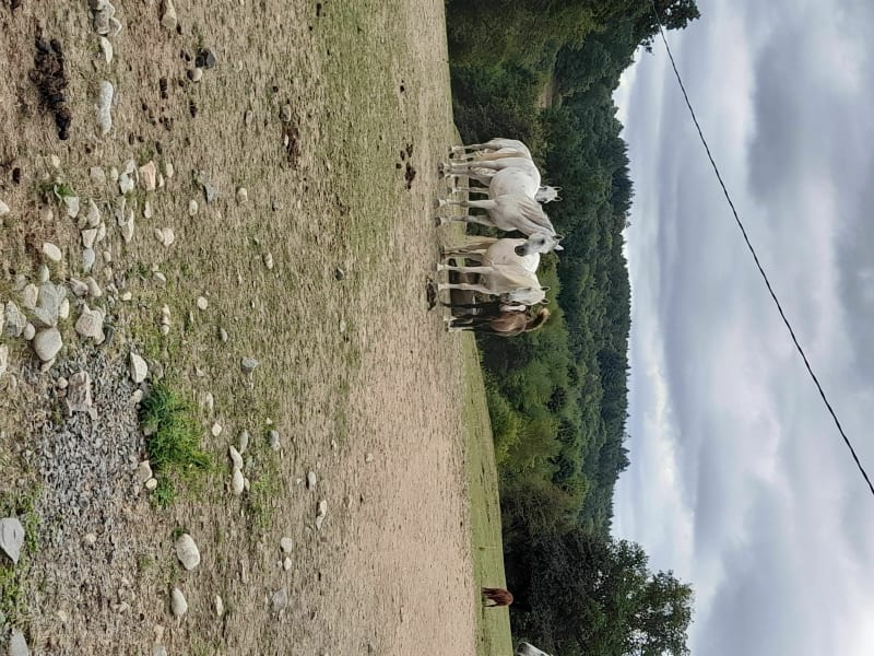 La campagne des combrailles - La Petite-Marche