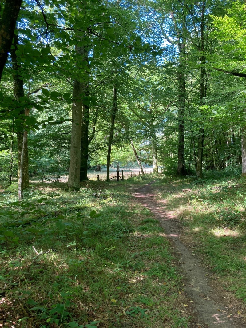 Marche familiale dans les bois de Bulgnéville - Bulgnéville