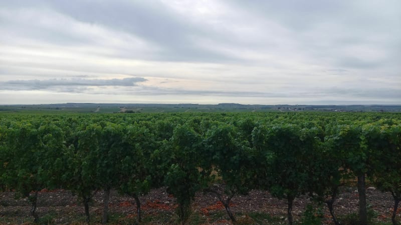 Balade sur les routes des vignes - Salles-d'Angles