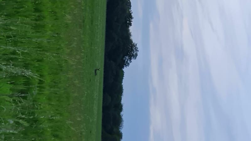 Balade en forêt d'Avril - Avril