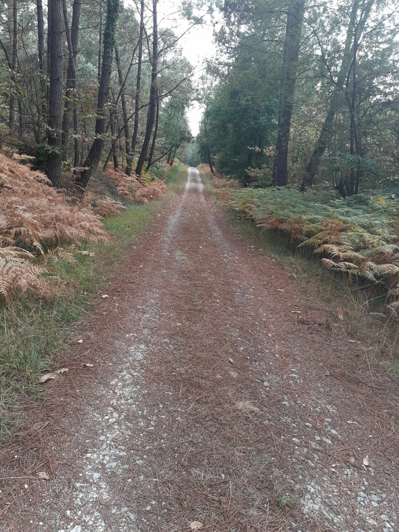 Sous bois sur chemins variés - Villamblard
