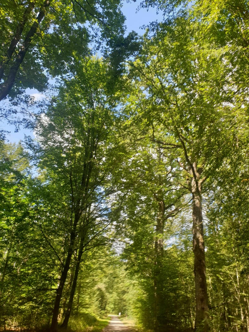 Marche en forêt - Ozoir-la-Ferrière
