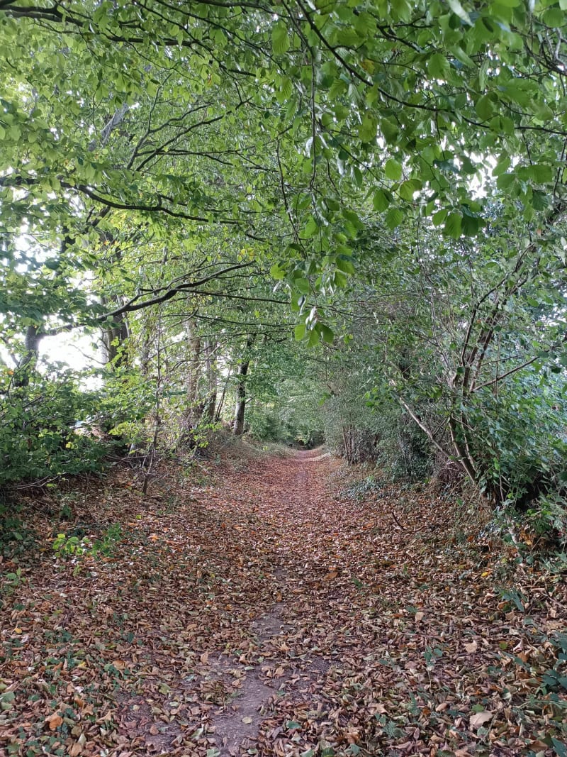 Balade nature entre Laignelet et Fougères - Laignelet