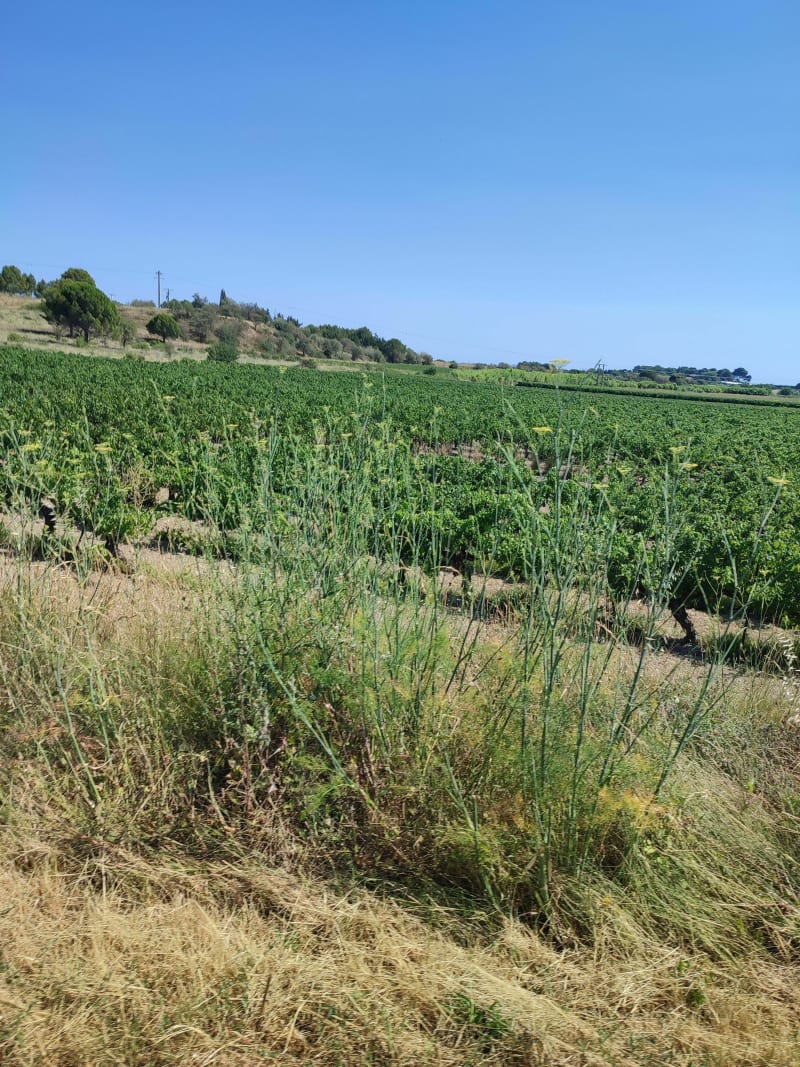 Loupian / Mèze - Loupian