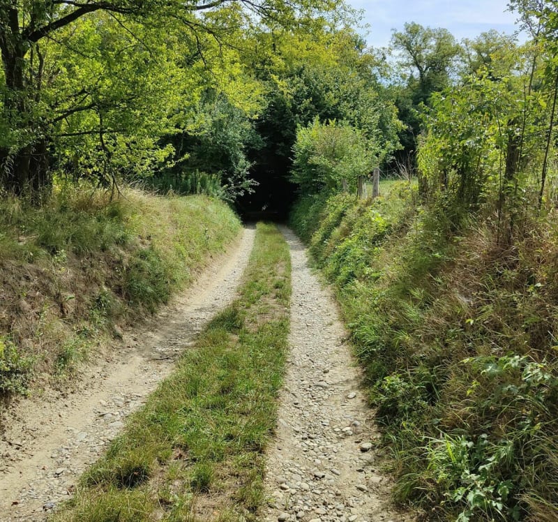 Rando canon de Zillisheim - Zillisheim